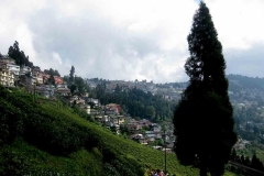 26 . Darjeeling teaültevényekkel