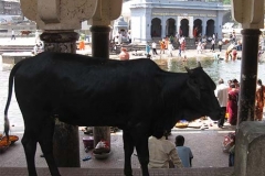 Egy tehén a Godavari mellet bazársoron Nashikban
