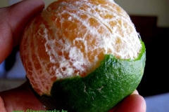 Indiai narancs
